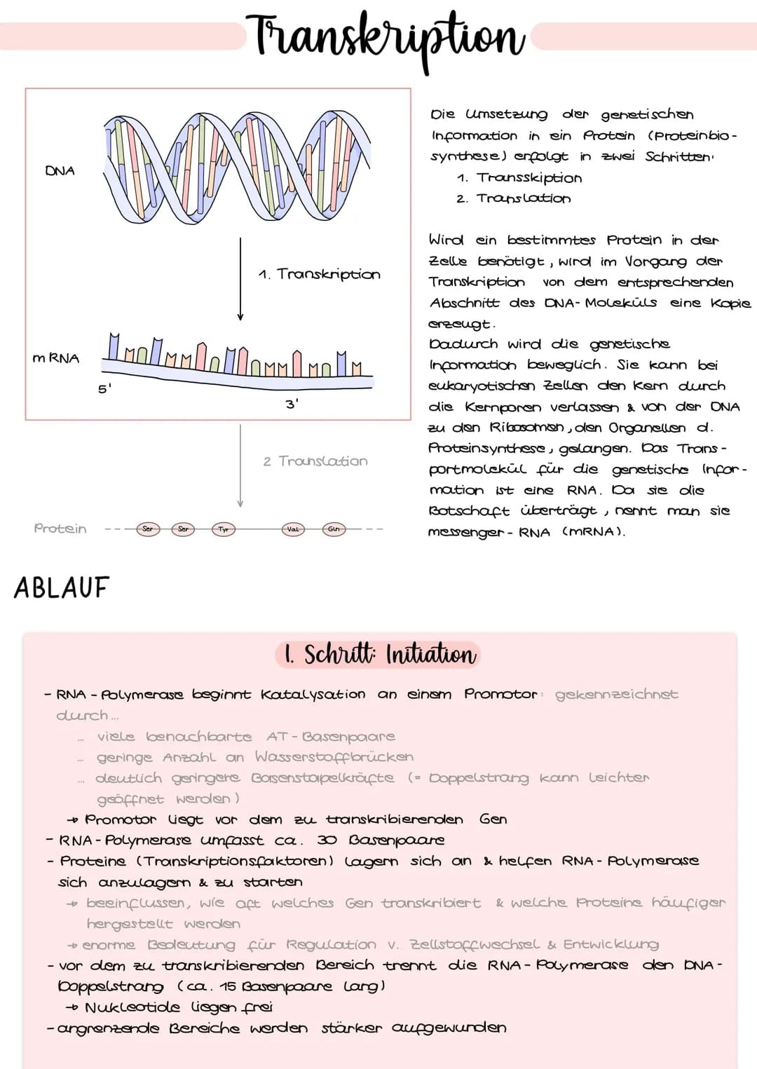DNA
mRNA
Protein
NN
Transkription
5'
Collalloml
ABLAUF
1. Transkription
3'
2 Translation
Val
Gun
Die Umsetzung der genetischen
Information i