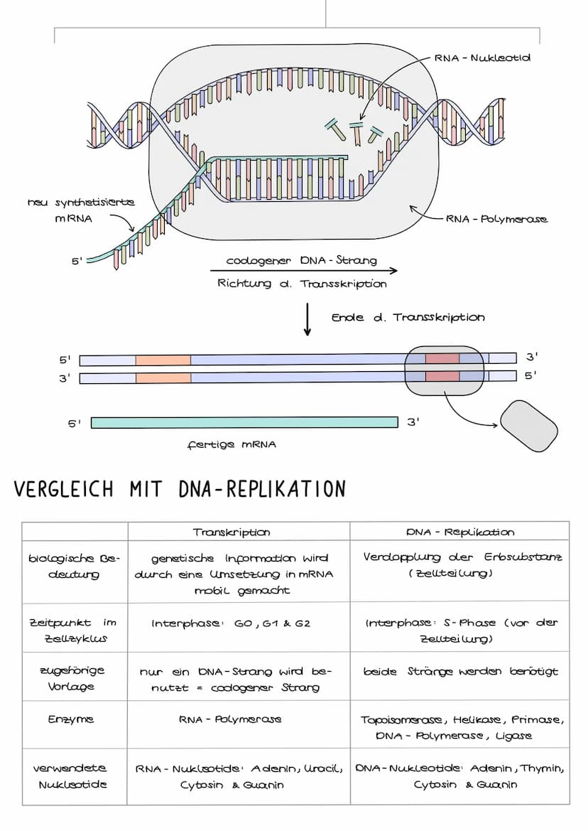 DNA
mRNA
Protein
NN
Transkription
5'
Collalloml
ABLAUF
1. Transkription
3'
2 Translation
Val
Gun
Die Umsetzung der genetischen
Information i