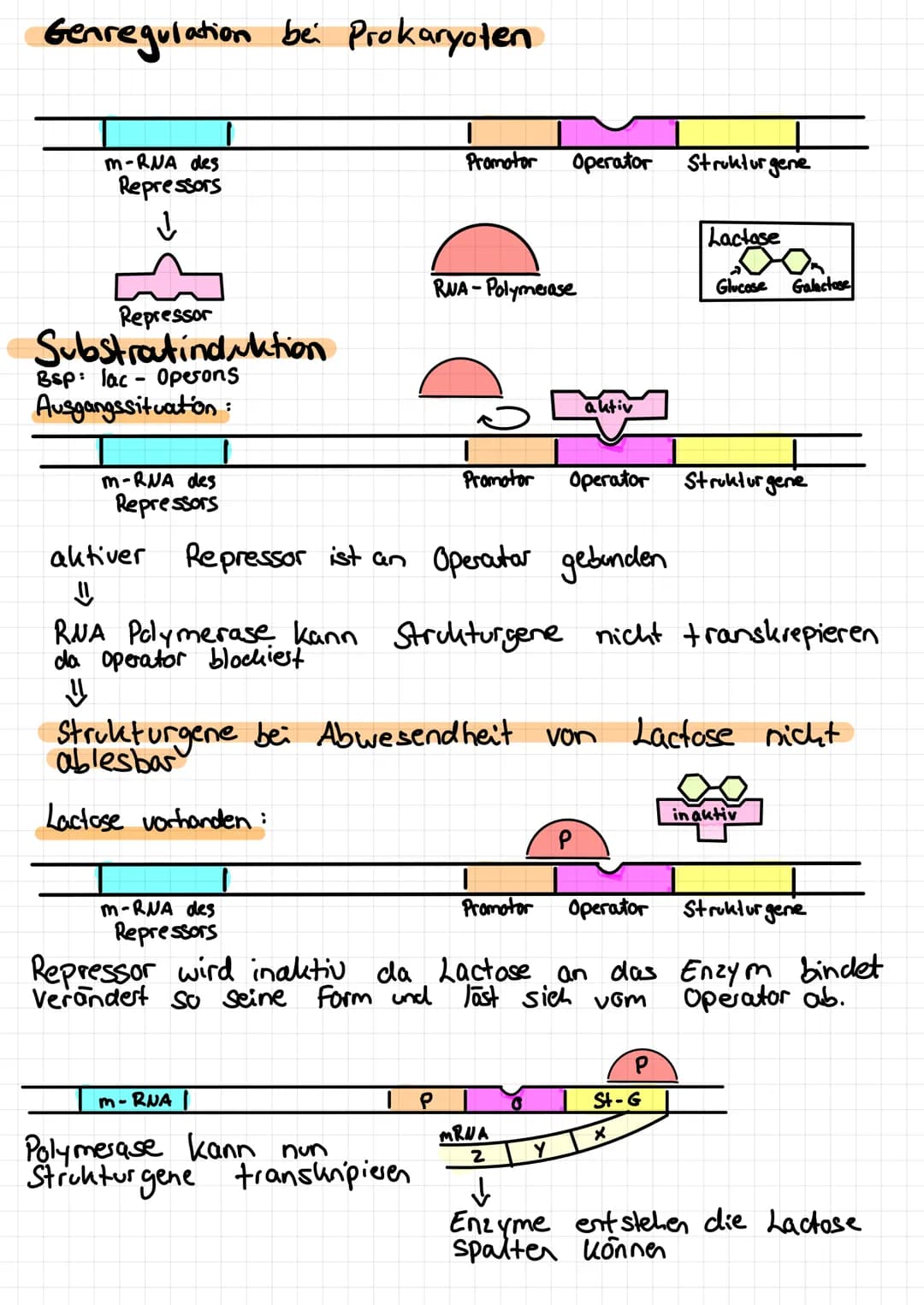 Genregulation bei Prokaryoten
m-RNA des
Repressors
Repressor
Substratinduktion
Bsp: lac - Opesons
Ausgangssituation:
m-RNA des
Repressors
Pr