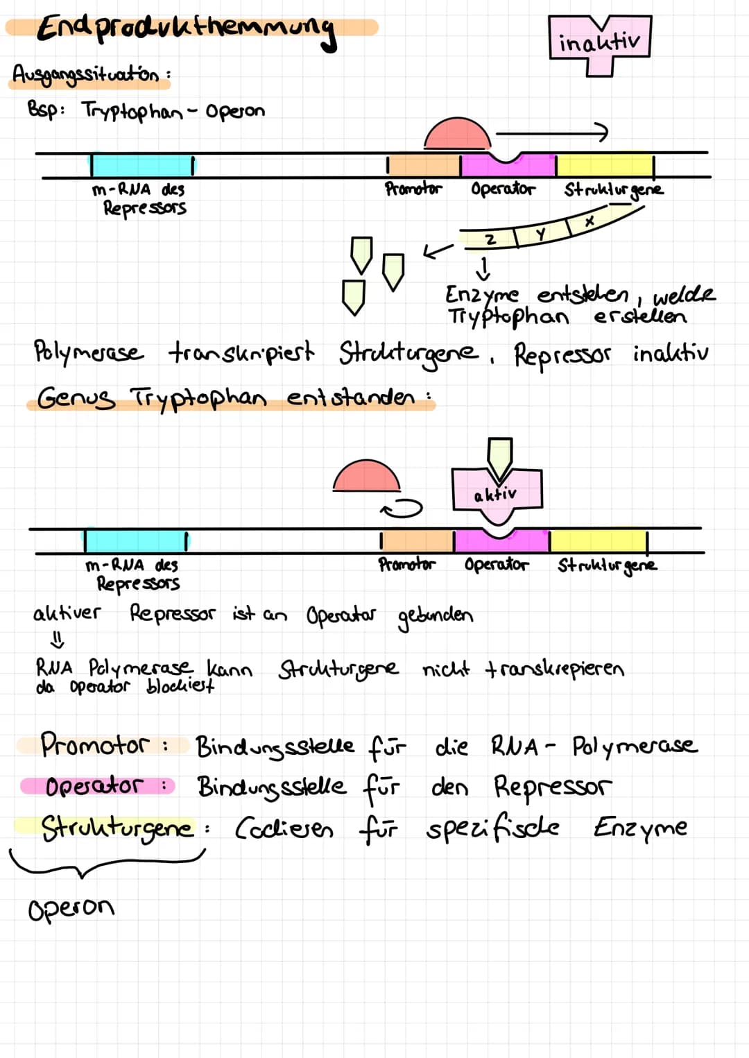 Genregulation bei Prokaryoten
m-RNA des
Repressors
Repressor
Substratinduktion
Bsp: lac - Opesons
Ausgangssituation:
m-RNA des
Repressors
Pr