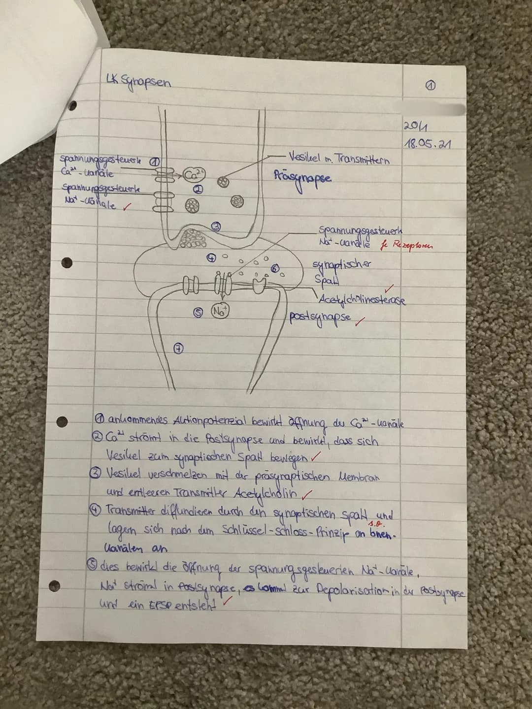 Leistungskontrolle Biologie eA 20/1
Thema: Neurobiologie
1. Stellen Sie in einer beschrifteten Skizze die Abfolge der Vorgänge an einer Syna