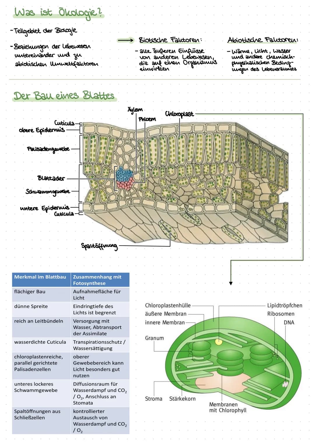 Inhalt:
Biologie
- Was ist ökologie? (biotische & abiotische Faktoren)
der Bau eines Blattes
- der Feinbau der Chloroplasten
-Ort der Fotosy