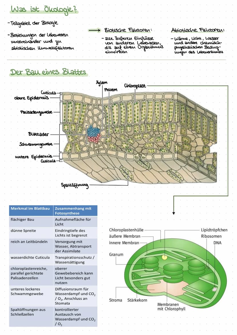Inhalt:
Biologie
- Was ist ökologie? (biotische & abiotische Faktoren)
der Bau eines Blattes
- der Feinbau der Chloroplasten
-Ort der Fotosy
