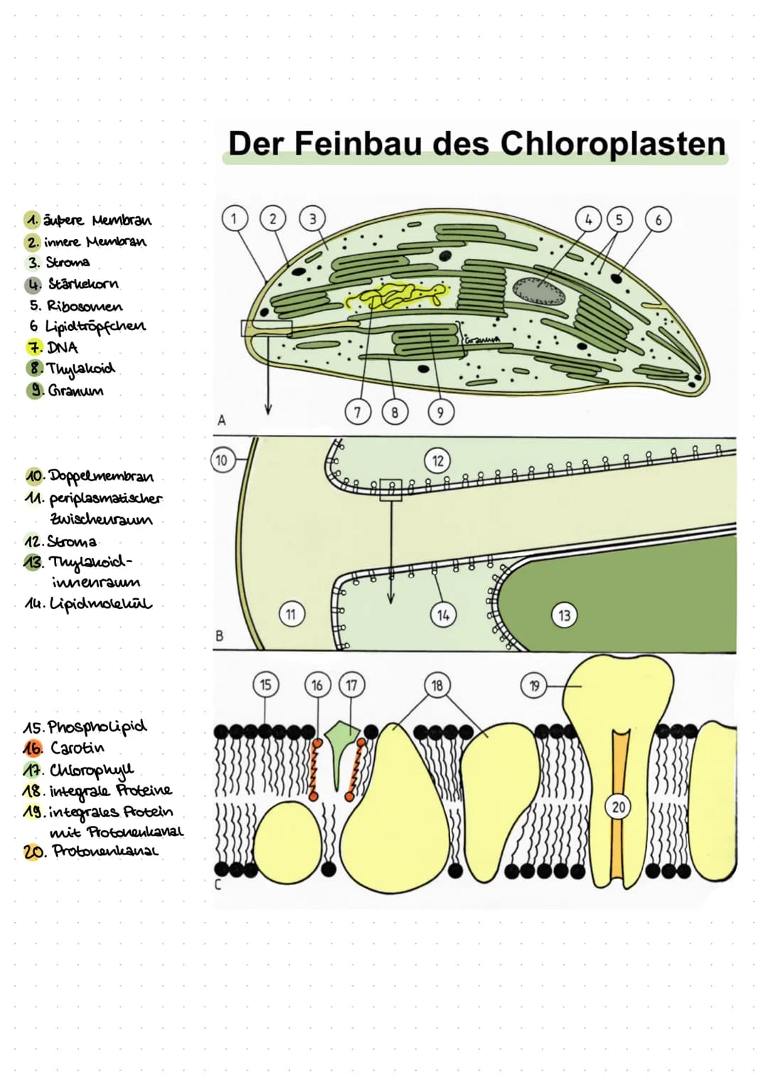 Inhalt:
Biologie
- Was ist ökologie? (biotische & abiotische Faktoren)
der Bau eines Blattes
- der Feinbau der Chloroplasten
-Ort der Fotosy