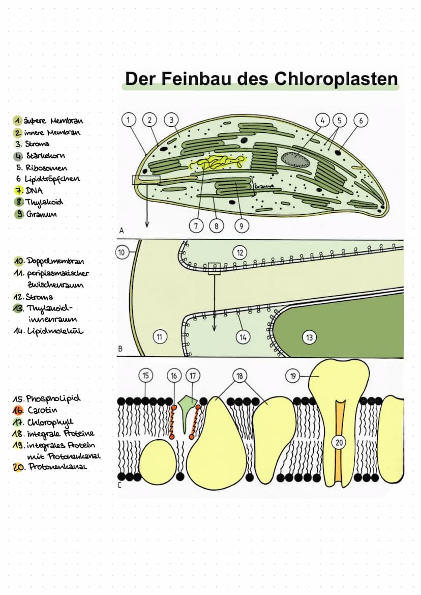 Inhalt:
Biologie
- Was ist ökologie? (biotische & abiotische Faktoren)
der Bau eines Blattes
- der Feinbau der Chloroplasten
-Ort der Fotosy