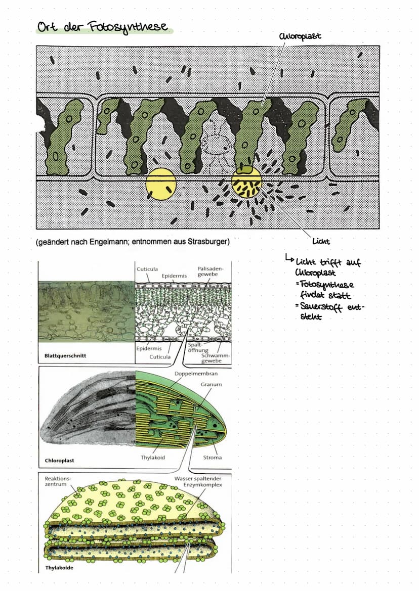 Inhalt:
Biologie
- Was ist ökologie? (biotische & abiotische Faktoren)
der Bau eines Blattes
- der Feinbau der Chloroplasten
-Ort der Fotosy
