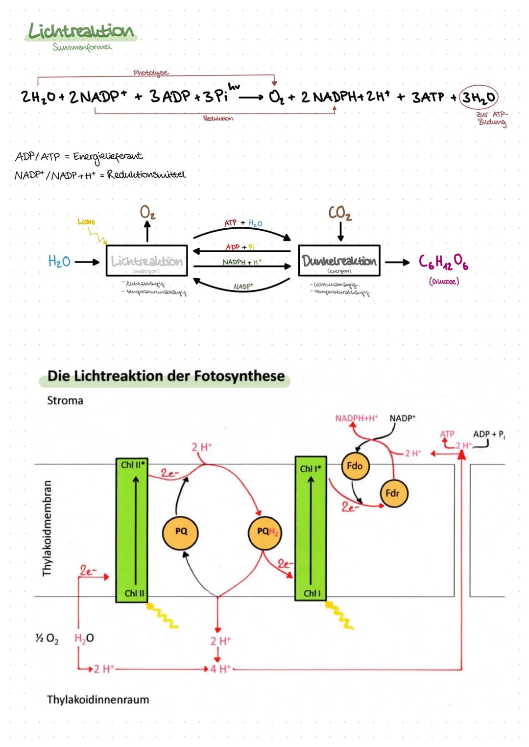 Inhalt:
Biologie
- Was ist ökologie? (biotische & abiotische Faktoren)
der Bau eines Blattes
- der Feinbau der Chloroplasten
-Ort der Fotosy
