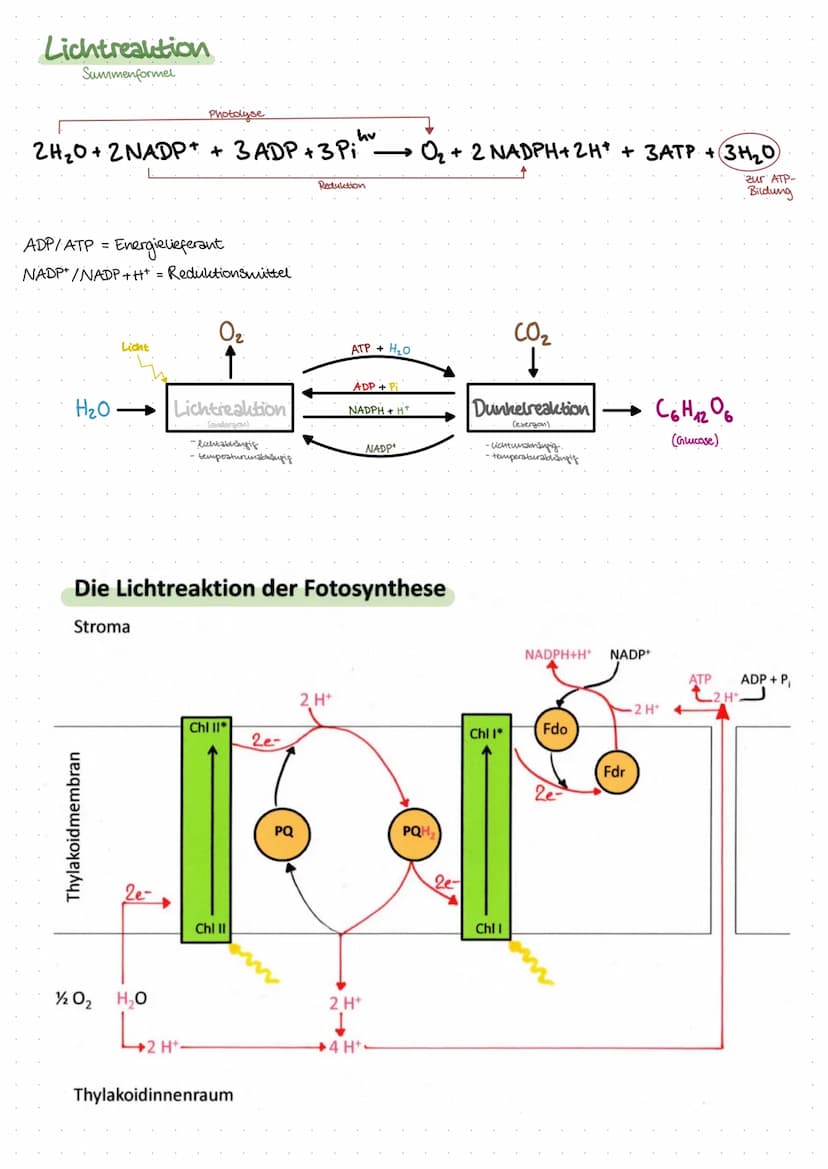 Inhalt:
Biologie
- Was ist ökologie? (biotische & abiotische Faktoren)
der Bau eines Blattes
- der Feinbau der Chloroplasten
-Ort der Fotosy