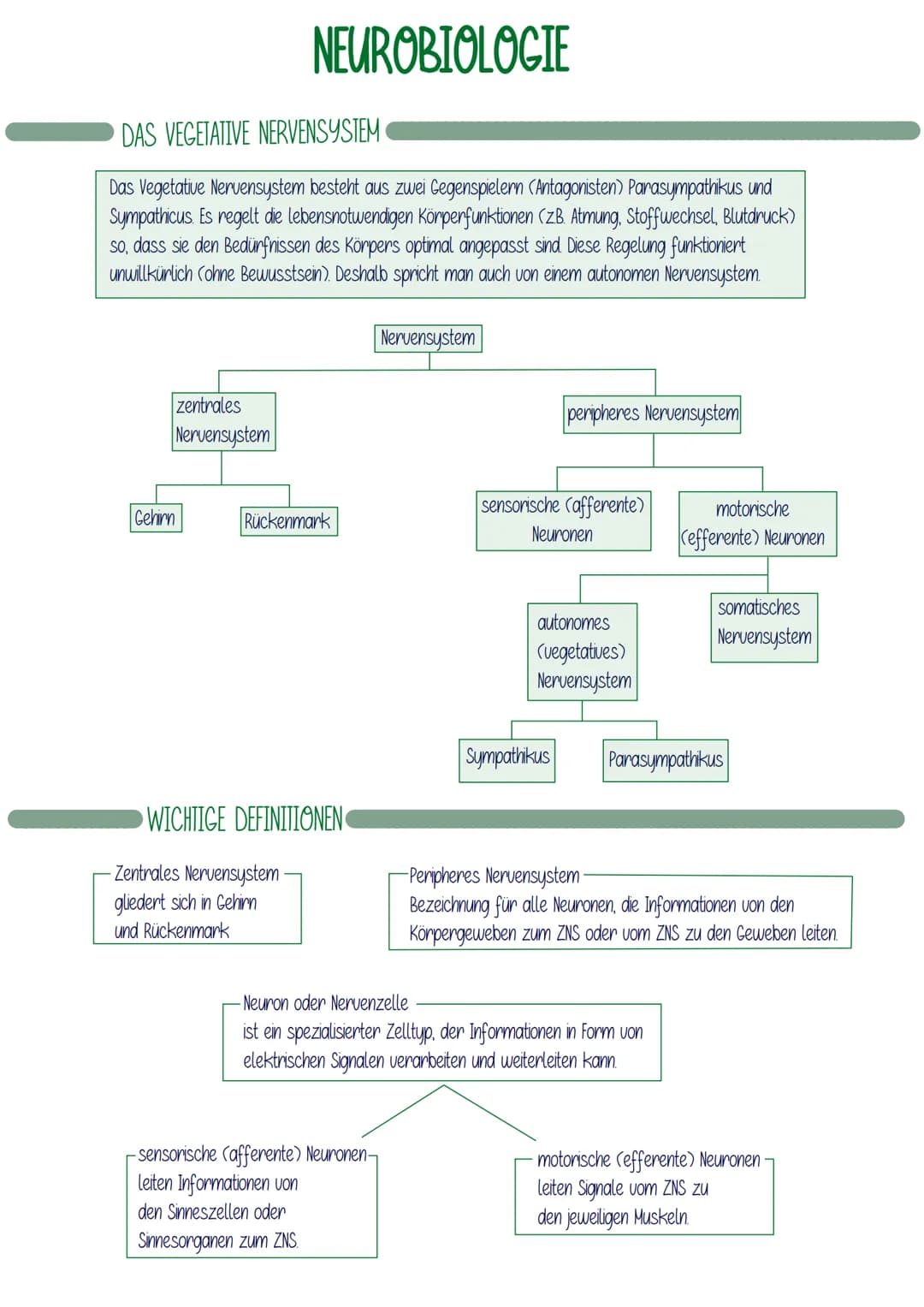 DAS VEGETATIVE NERVENSYSTEM
Das Vegetative Nervensystem besteht aus zwei Gegenspielern (Antagonisten) Parasympathikus und
Sympathicus. Es re