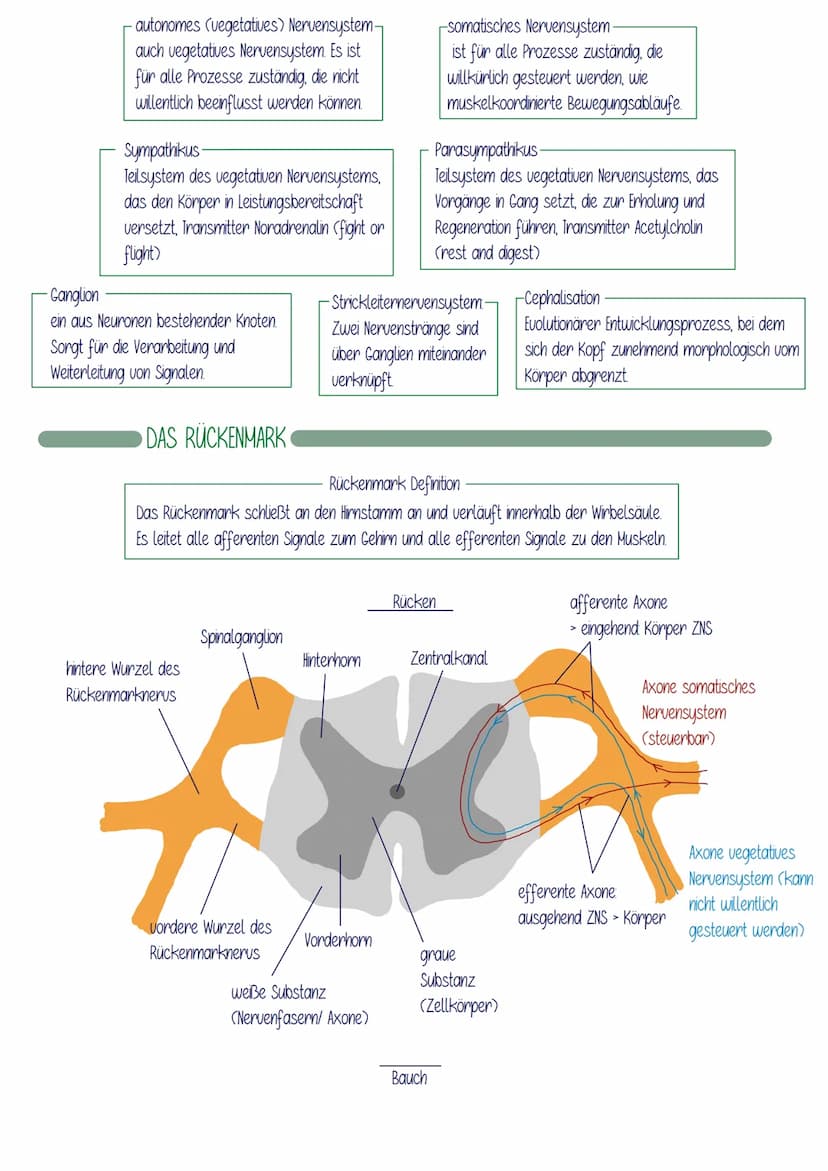 DAS VEGETATIVE NERVENSYSTEM
Das Vegetative Nervensystem besteht aus zwei Gegenspielern (Antagonisten) Parasympathikus und
Sympathicus. Es re