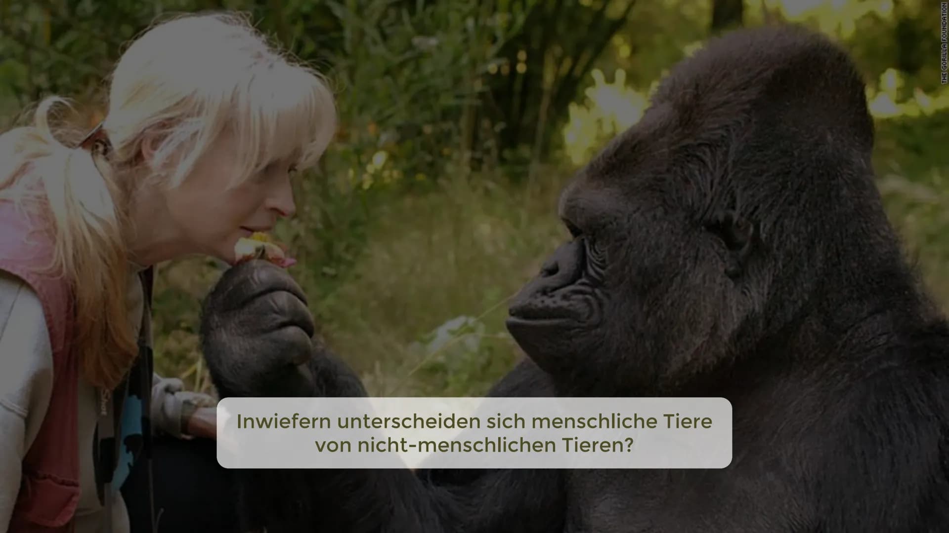 Inwiefern unterscheiden sich menschliche Tiere
von nicht-menschlichen Tieren?
THE GORILLA FOUNDATION 1
2
Gliederung
Was macht ein menschlich