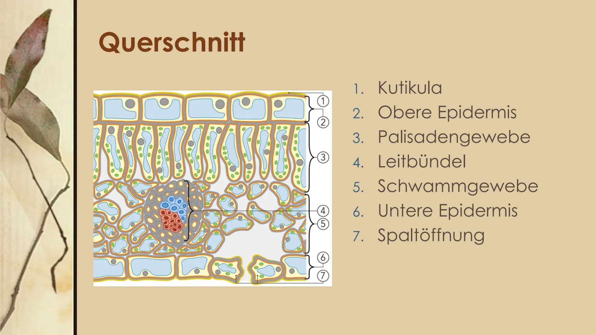 
<h2 id="laubblattaufbauundfunktion">Laubblatt Aufbau und Funktion</h2>
<p>Das Laubblatt ist ein wichtiger Bestandteil der Pflanze und hat v