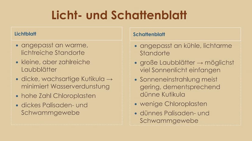 
<h2 id="laubblattaufbauundfunktion">Laubblatt Aufbau und Funktion</h2>
<p>Das Laubblatt ist ein wichtiger Bestandteil der Pflanze und hat v