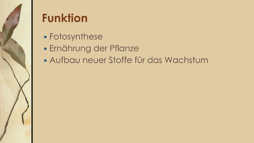 
<h2 id="laubblattaufbauundfunktion">Laubblatt Aufbau und Funktion</h2>
<p>Das Laubblatt ist ein wichtiger Bestandteil der Pflanze und hat v