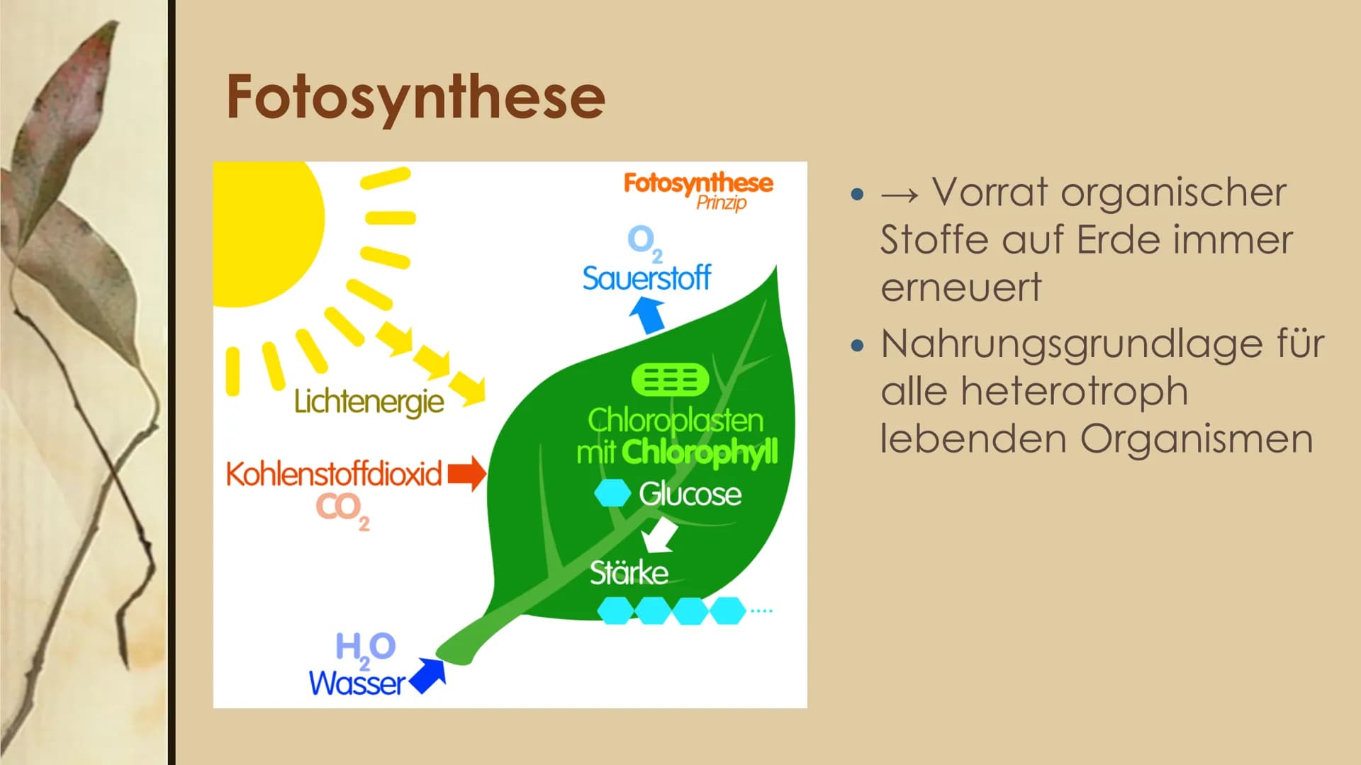 
<h2 id="laubblattaufbauundfunktion">Laubblatt Aufbau und Funktion</h2>
<p>Das Laubblatt ist ein wichtiger Bestandteil der Pflanze und hat v