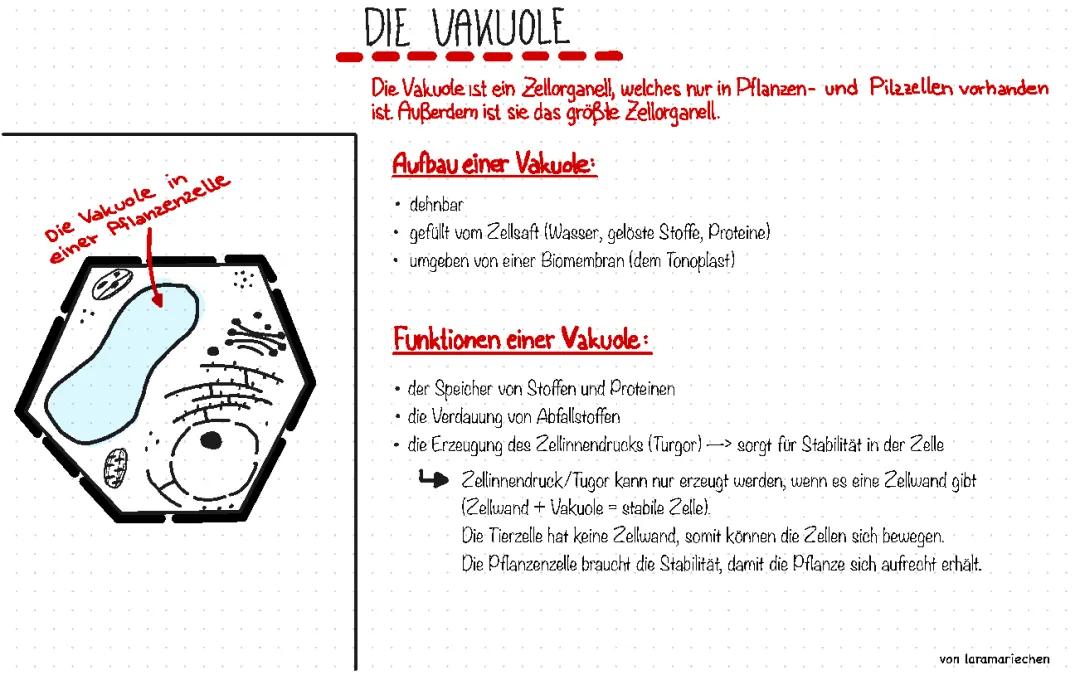 Die Vakuole