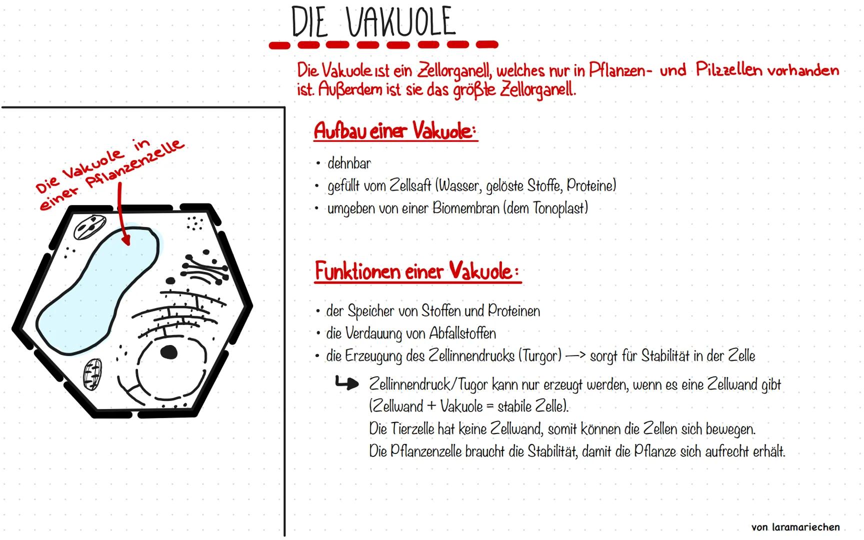 Die Vakuole in
einer Pflanzenzelle
2
DIE VAKUOLE
Die Vakuole ist ein Zellorganell, welches nur in Pflanzen- und Pilzzellen vorhanden
ist. Au