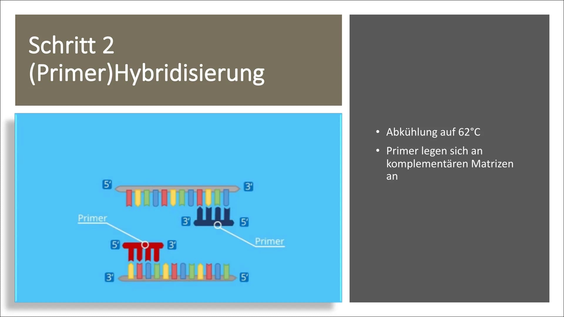 Molekulargenetische
Werkzeuge
Eine Präsentation von Nurish Ilazi Inhaltsverzeichnis
Kapitel 1: PCR
• Kapitel 2: Restriktionsenzyme und die T