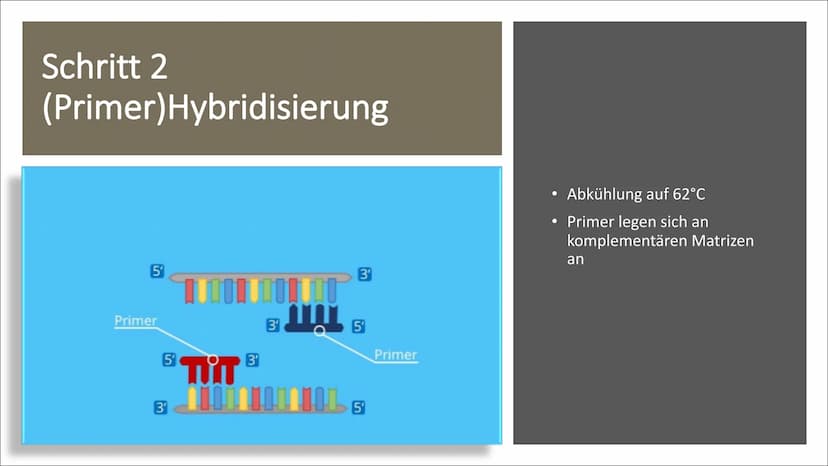 Molekulargenetische
Werkzeuge
Eine Präsentation von Nurish Ilazi Inhaltsverzeichnis
Kapitel 1: PCR
• Kapitel 2: Restriktionsenzyme und die T