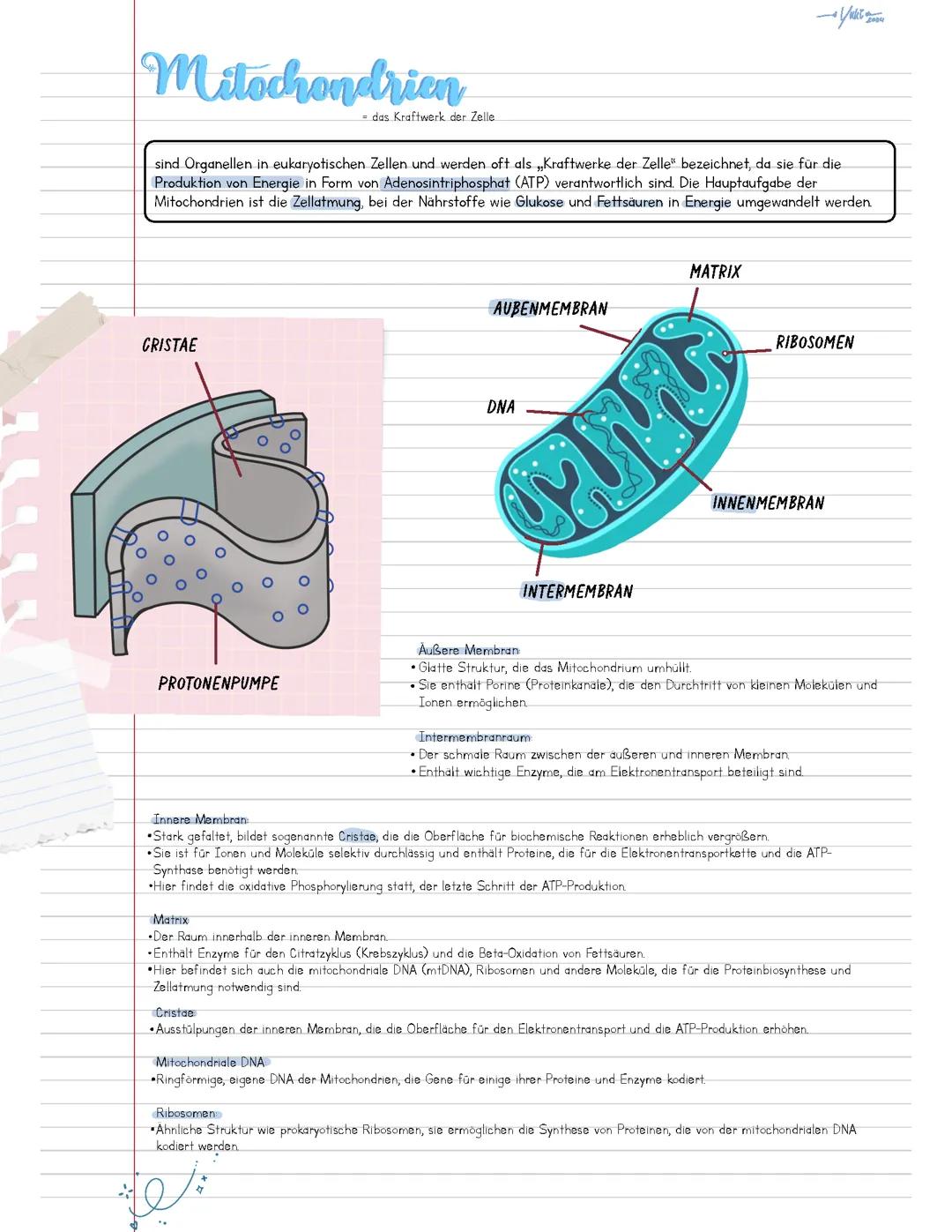 Mitochondrien, Zellatmung