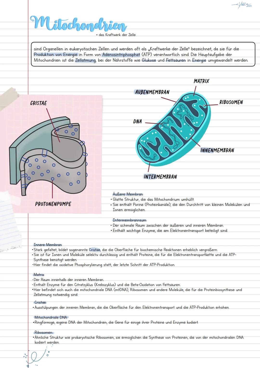 Mitochondrien
das Kraftwerk der Zelle.
→ Yulit y
2024
sind Organellen in eukaryotischen Zellen und werden oft als „Kraftwerke der Zelle" bez