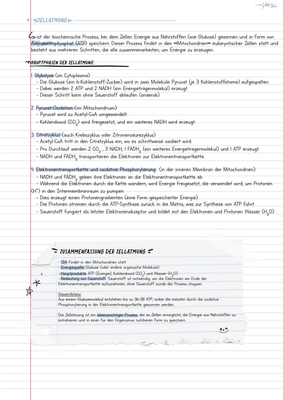 Mitochondrien
das Kraftwerk der Zelle.
→ Yulit y
2024
sind Organellen in eukaryotischen Zellen und werden oft als „Kraftwerke der Zelle" bez