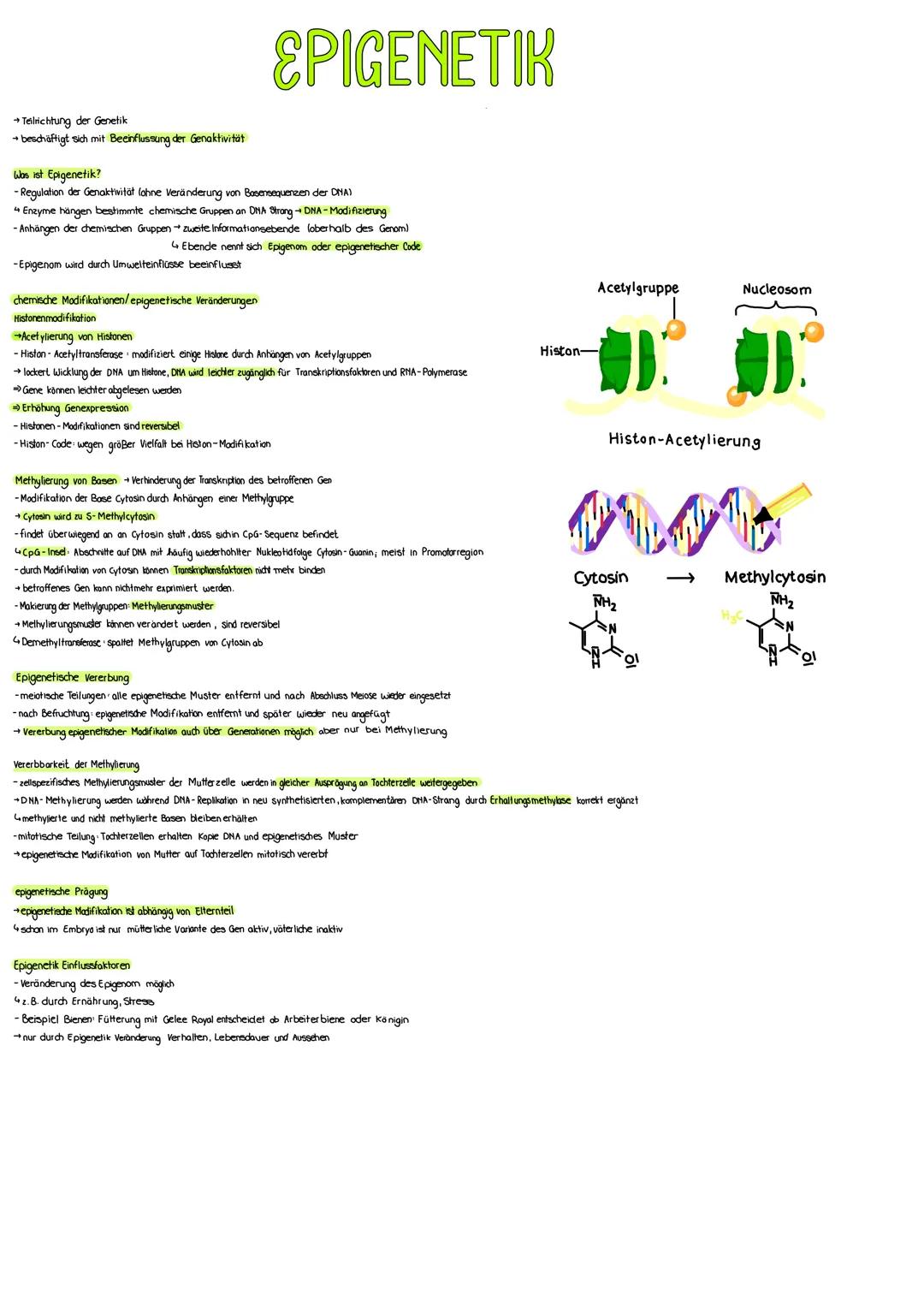 # EPIGENETIK

Acetylgruppe

Nucleosom

Histon-Acetylierung

→Teilrichtung der Genetik

→beschäftigt sich mit Beeinflussung der Genaktivität
