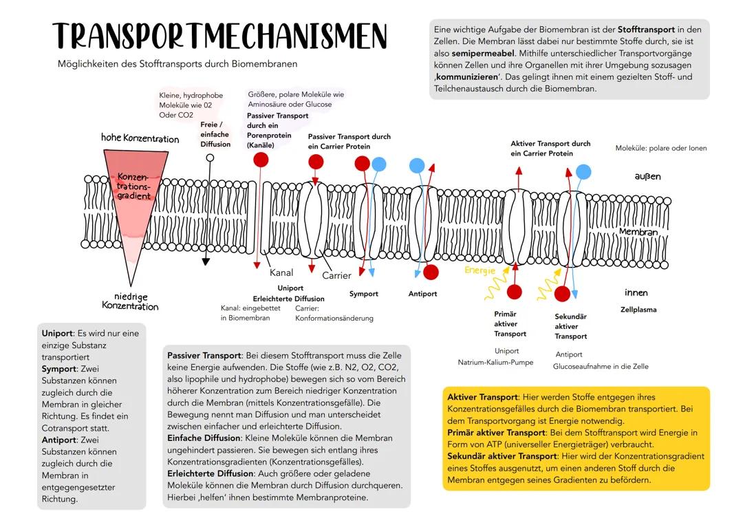 Transportmechanismen