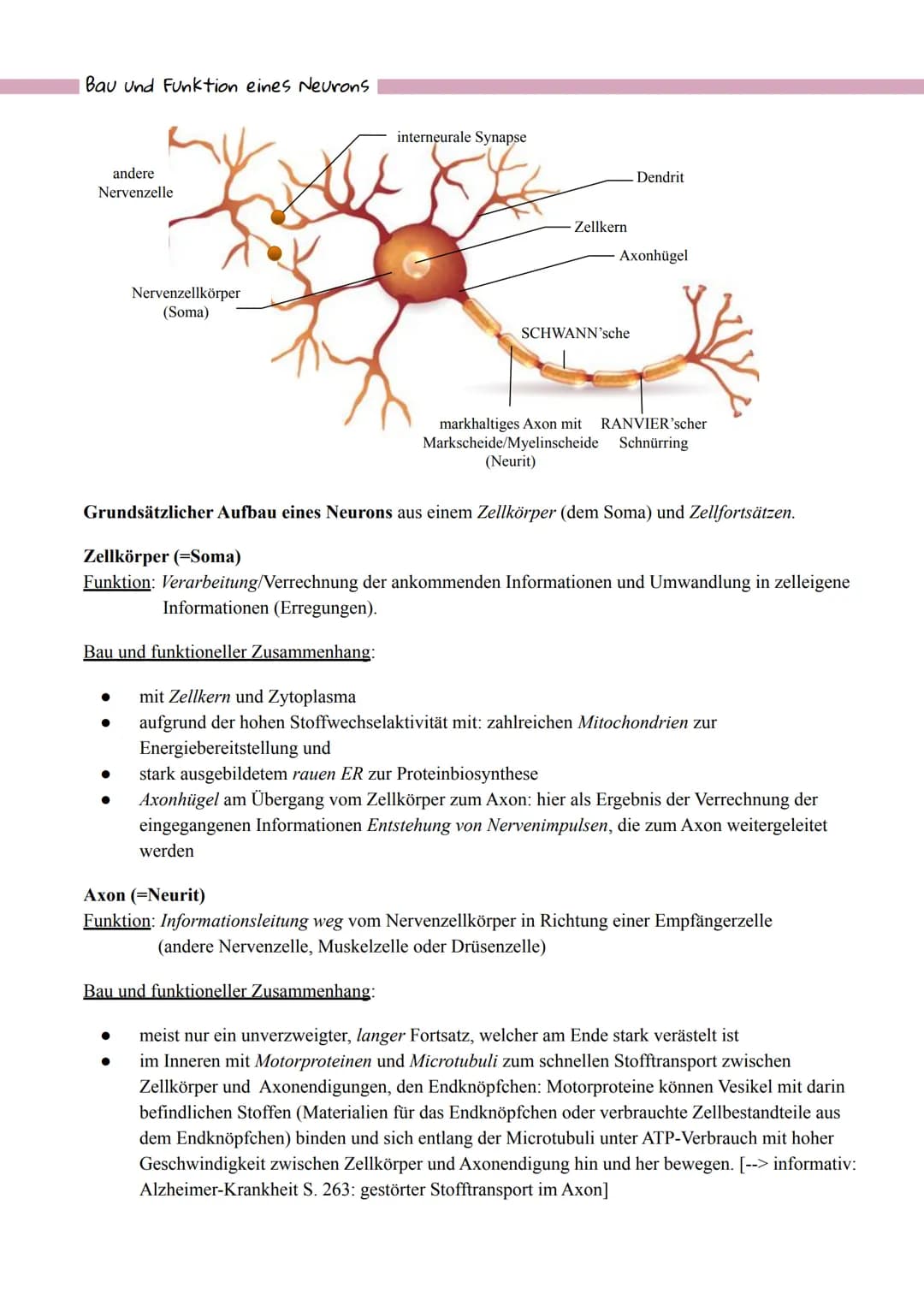 Bau und Funktion eines Neurons
andere
Nervenzelle
Nervenzellkörper
(Soma)
interneurale Synapse
Zellkern
●
Dendrit
Axonhügel
SCHWANN'sche
mar