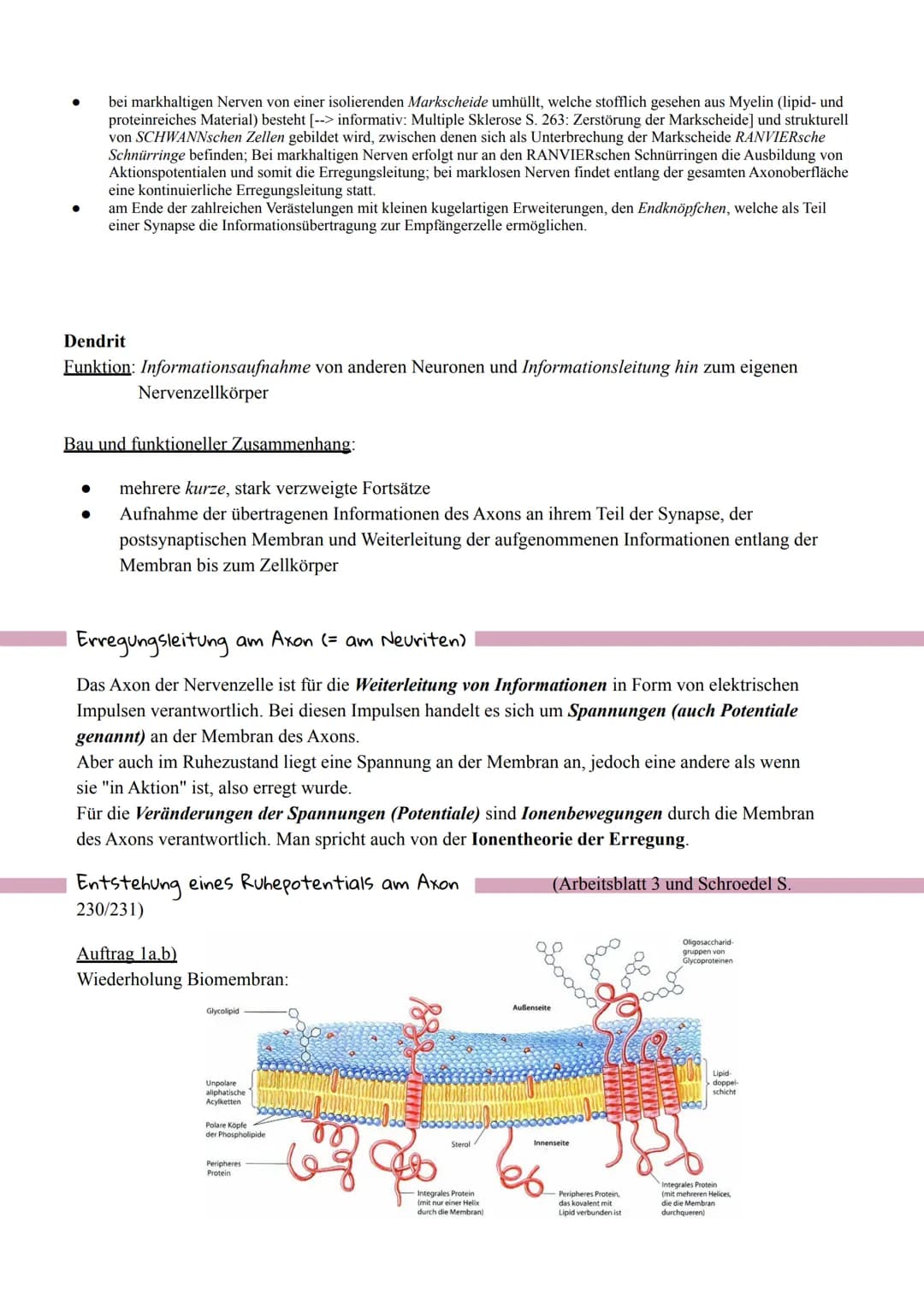 Bau und Funktion eines Neurons
andere
Nervenzelle
Nervenzellkörper
(Soma)
interneurale Synapse
Zellkern
●
Dendrit
Axonhügel
SCHWANN'sche
mar