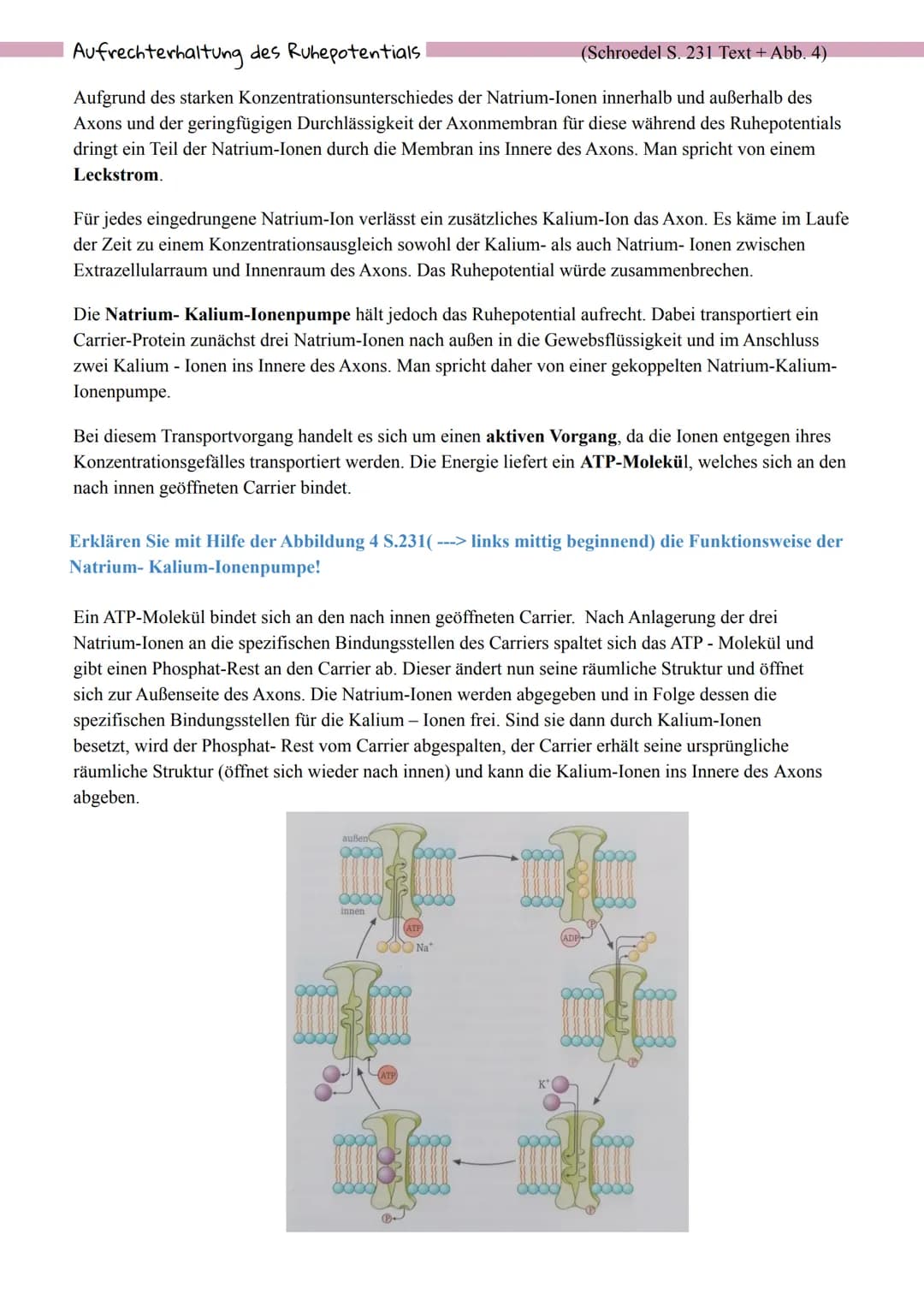 Bau und Funktion eines Neurons
andere
Nervenzelle
Nervenzellkörper
(Soma)
interneurale Synapse
Zellkern
●
Dendrit
Axonhügel
SCHWANN'sche
mar