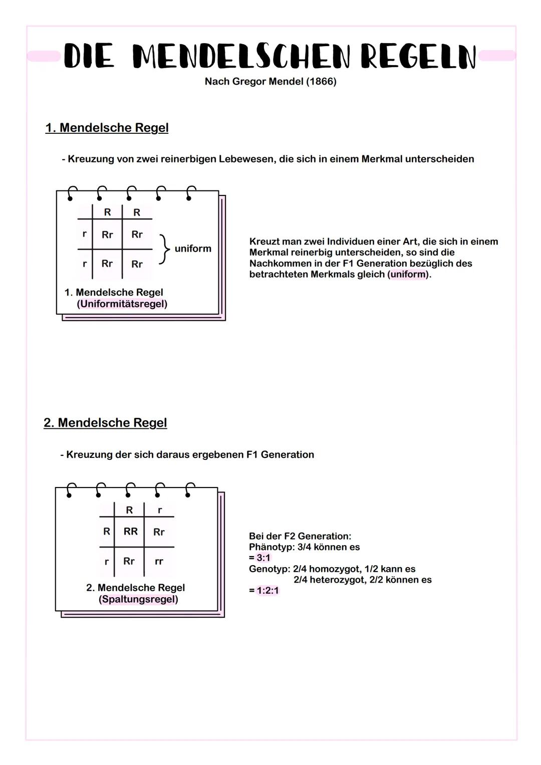 DIE MENDELSCHEN REGELN
Nach Gregor Mendel (1866)
1. Mendelsche Regel
- Kreuzung von zwei reinerbigen Lebewesen, die sich in einem Merkmal un