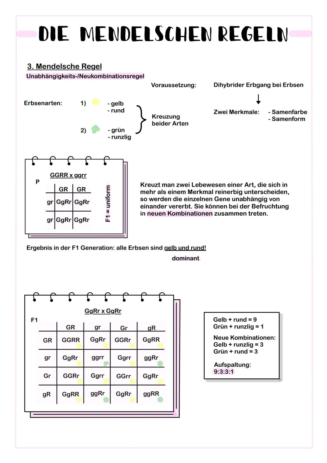 DIE MENDELSCHEN REGELN
Nach Gregor Mendel (1866)
1. Mendelsche Regel
- Kreuzung von zwei reinerbigen Lebewesen, die sich in einem Merkmal un