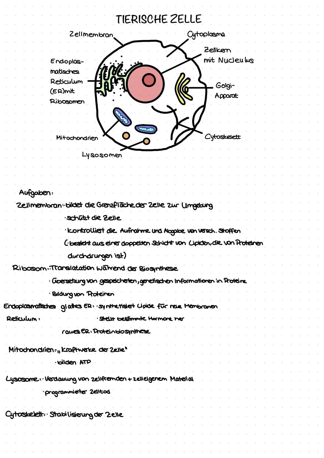Zellmembran
Endoplas-
matisches
Reticulum
(ER)mit
Ribosomen
Mitochondrien
TIERISCHE ZELLE
Lysosomen
Ribosom. Translatation während der Biosy