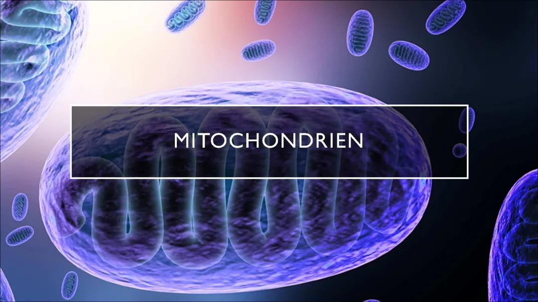 Mitochondrien 