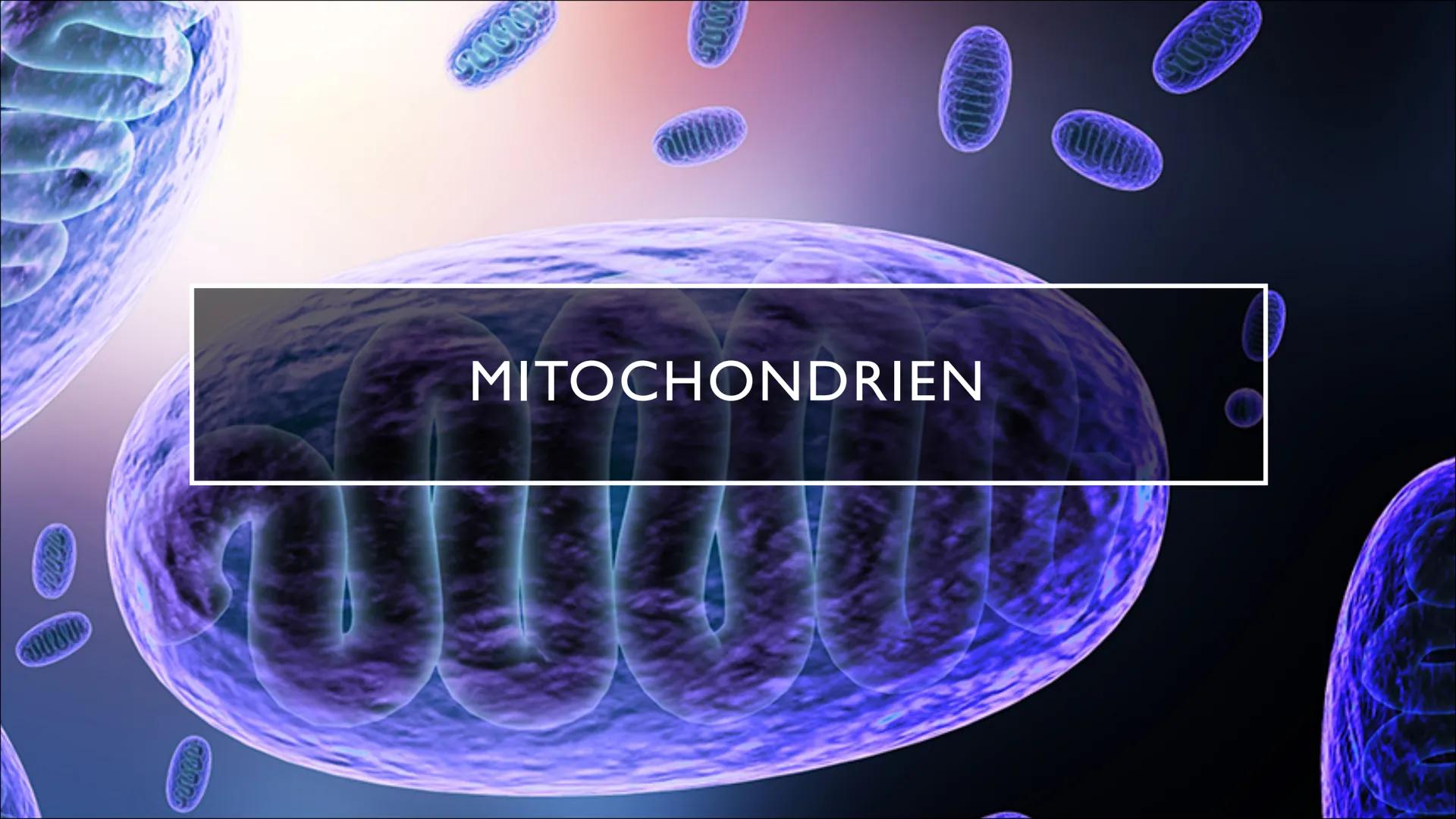 ganar
Gunna
2850
Len
MITOCHONDRIEN
SUNG
Tuulia INHALTSANGABE
• Was sind Mitochondrien überhaupt?
●
Aufbau eines Mitochondriums
Funktion und 