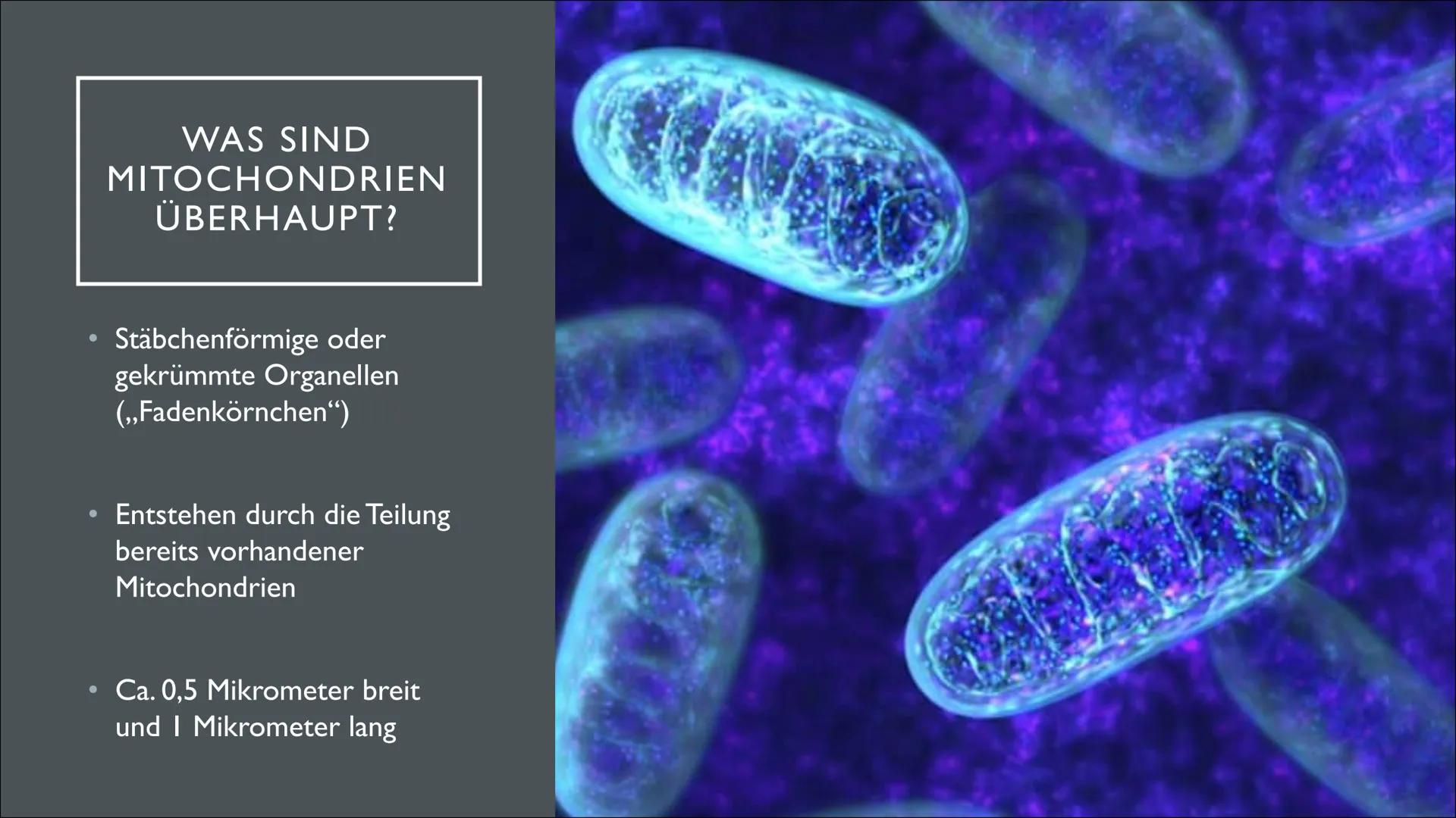 ganar
Gunna
2850
Len
MITOCHONDRIEN
SUNG
Tuulia INHALTSANGABE
• Was sind Mitochondrien überhaupt?
●
Aufbau eines Mitochondriums
Funktion und 
