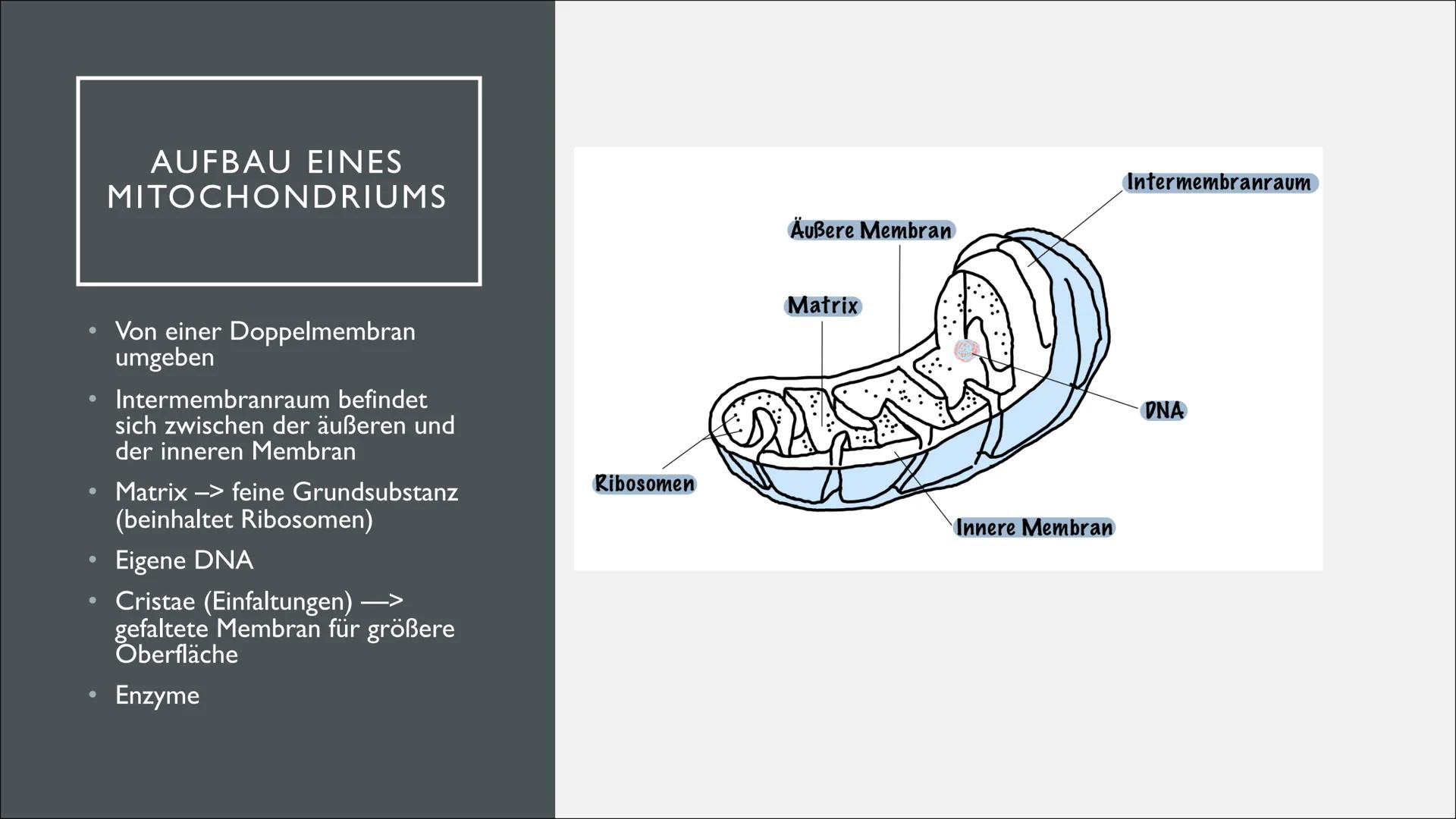 ganar
Gunna
2850
Len
MITOCHONDRIEN
SUNG
Tuulia INHALTSANGABE
• Was sind Mitochondrien überhaupt?
●
Aufbau eines Mitochondriums
Funktion und 