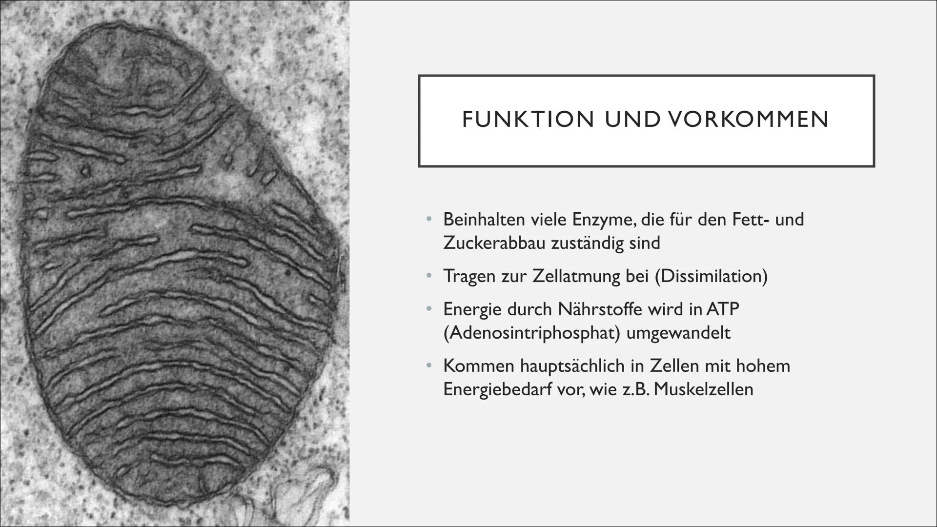 ganar
Gunna
2850
Len
MITOCHONDRIEN
SUNG
Tuulia INHALTSANGABE
• Was sind Mitochondrien überhaupt?
●
Aufbau eines Mitochondriums
Funktion und 