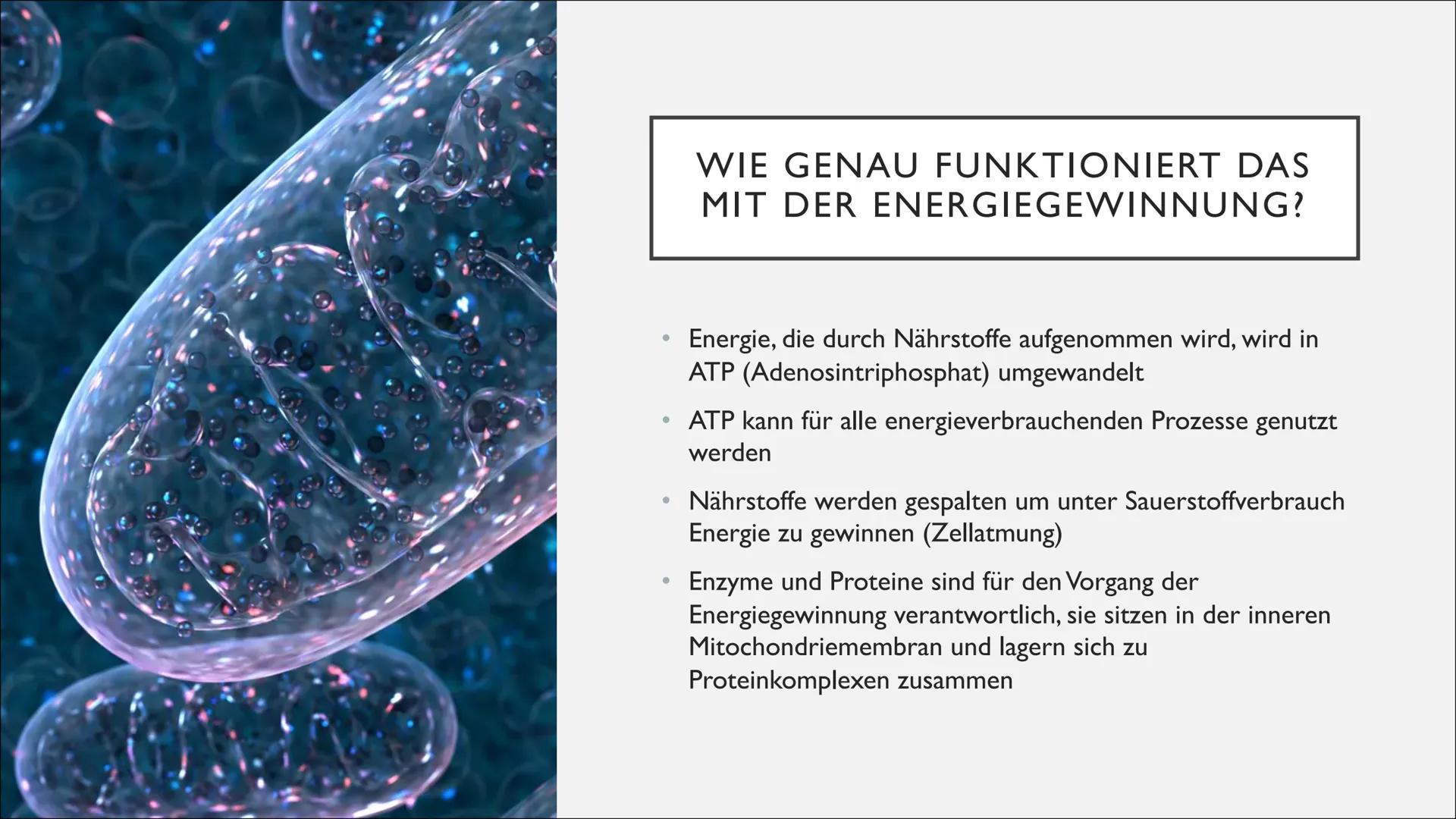 ganar
Gunna
2850
Len
MITOCHONDRIEN
SUNG
Tuulia INHALTSANGABE
• Was sind Mitochondrien überhaupt?
●
Aufbau eines Mitochondriums
Funktion und 