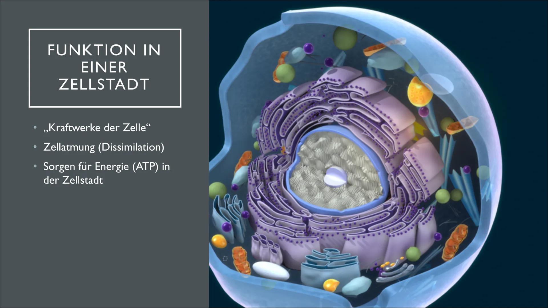 ganar
Gunna
2850
Len
MITOCHONDRIEN
SUNG
Tuulia INHALTSANGABE
• Was sind Mitochondrien überhaupt?
●
Aufbau eines Mitochondriums
Funktion und 
