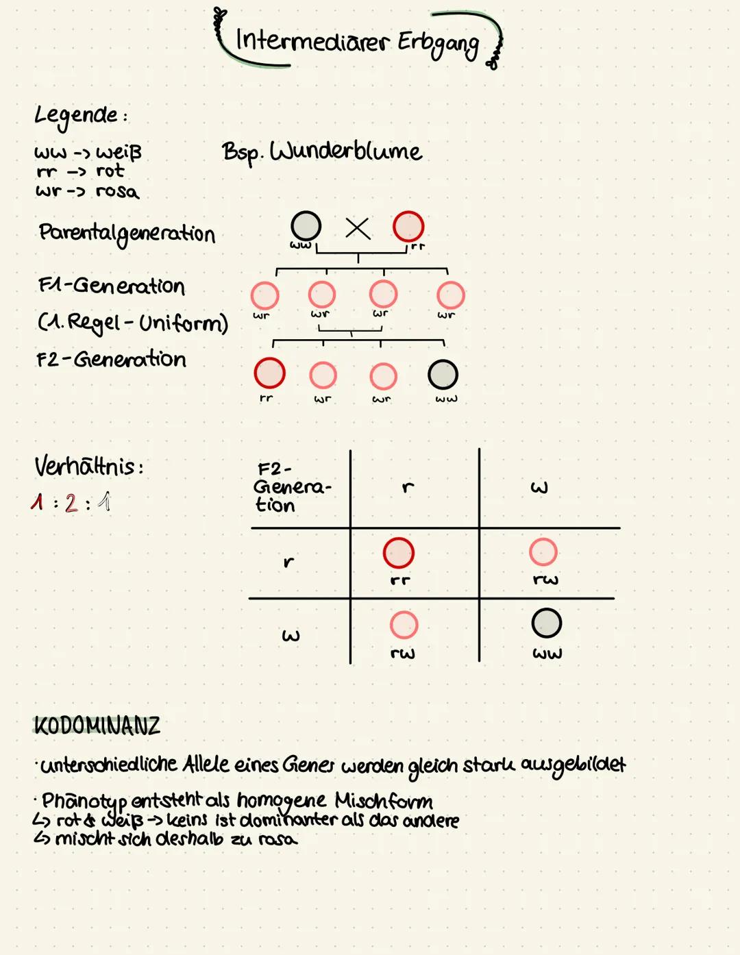 Legende:
ww -> weiß
rr -> rot
wr-> rosa

Parentalgeneration

F1-Generation
(1. Regel-Uniform)

F2-Generation

Verhältnis:
1:2:1

KODOMINANZ
