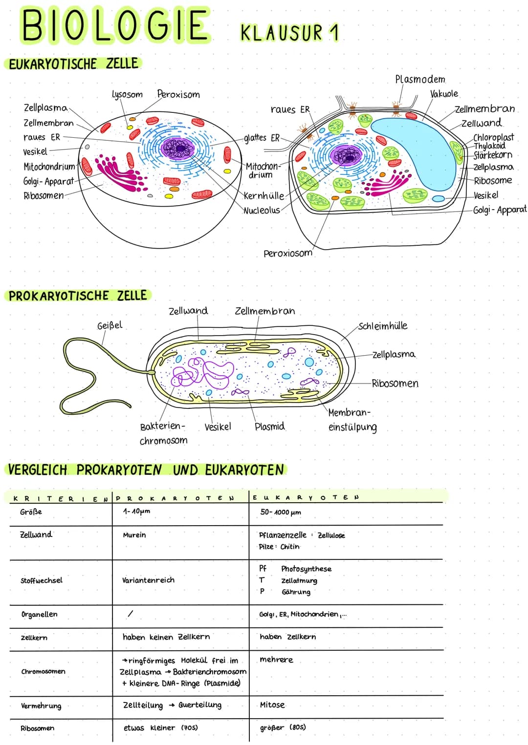 BIOLOGIE KLAUSUR 1
EUKARYOTISCHE ZELLE
Zellplasma
Zellmembran
raues ER
vesikel-
Mitochondrium-
Golgi- Apparat-
Ribosomen-
PROKARYOTISCHE ZEL