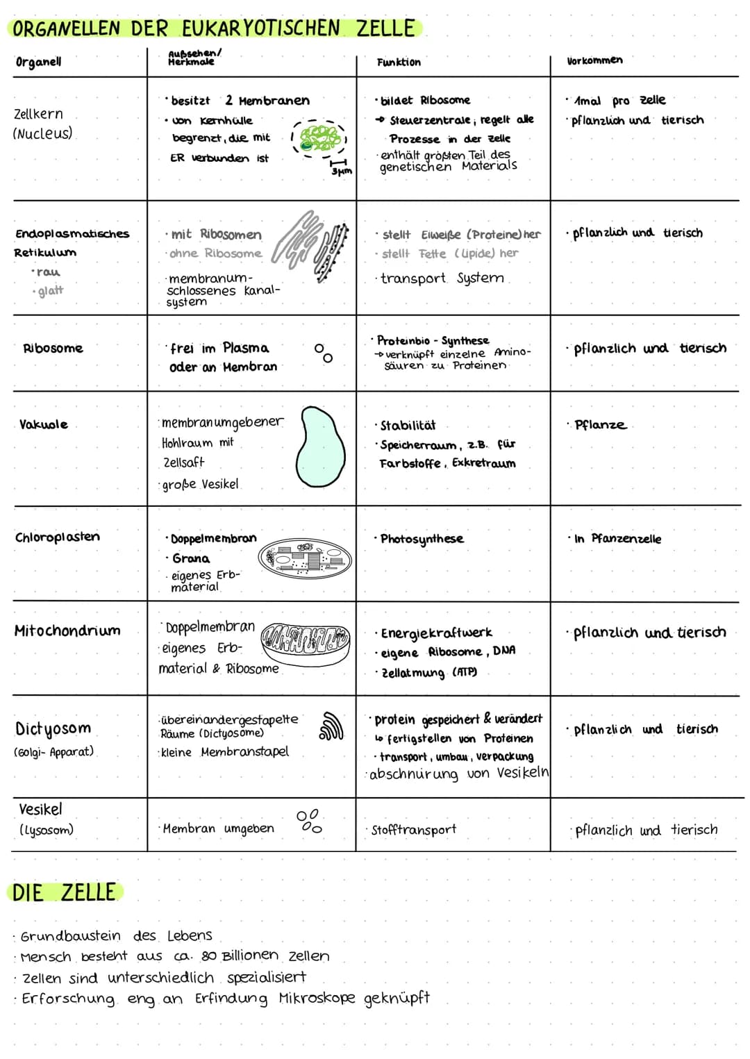 BIOLOGIE KLAUSUR 1
EUKARYOTISCHE ZELLE
Zellplasma
Zellmembran
raues ER
vesikel-
Mitochondrium-
Golgi- Apparat-
Ribosomen-
PROKARYOTISCHE ZEL