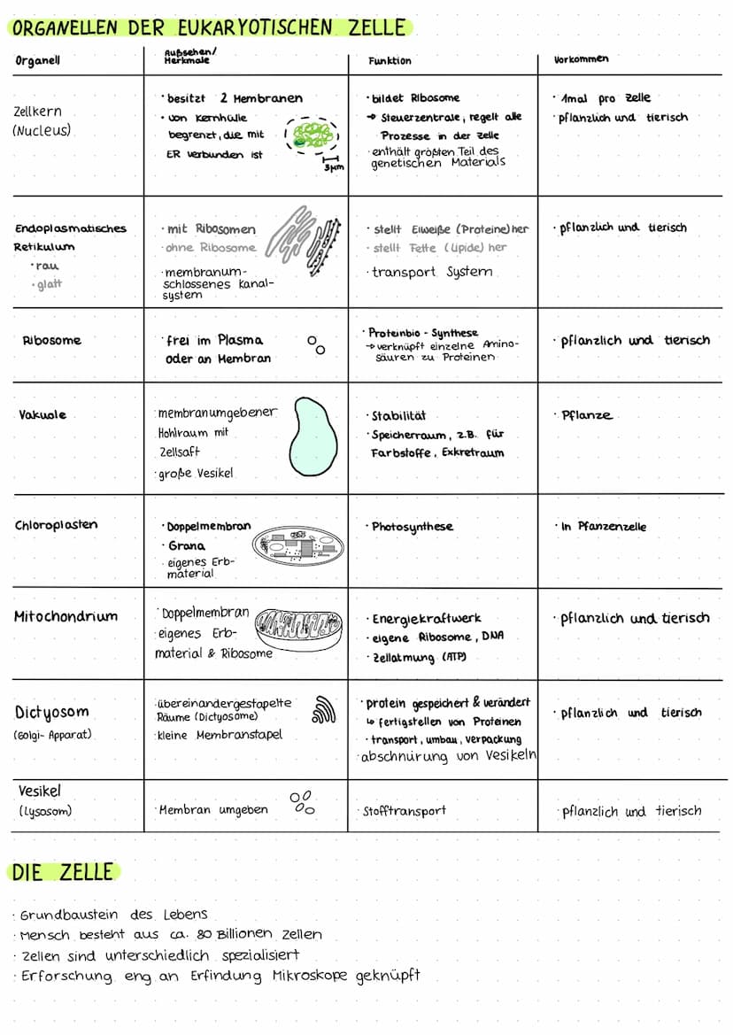 BIOLOGIE KLAUSUR 1
EUKARYOTISCHE ZELLE
Zellplasma
Zellmembran
raues ER
vesikel-
Mitochondrium-
Golgi- Apparat-
Ribosomen-
PROKARYOTISCHE ZEL
