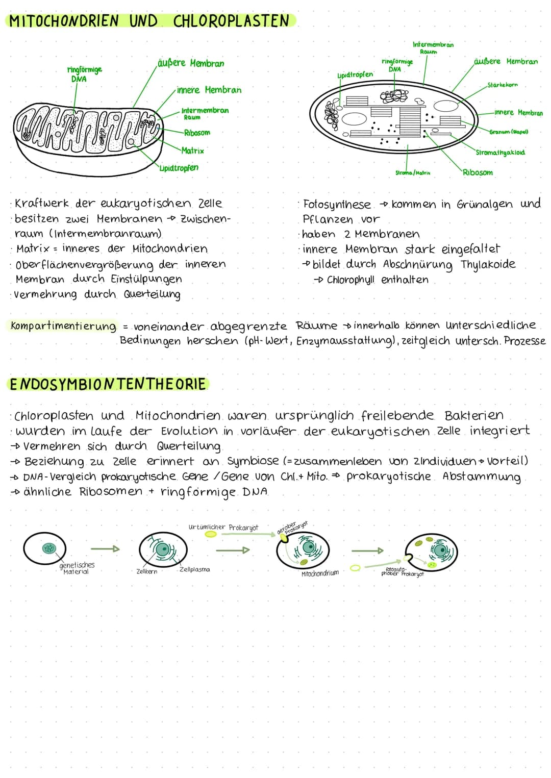 BIOLOGIE KLAUSUR 1
EUKARYOTISCHE ZELLE
Zellplasma
Zellmembran
raues ER
vesikel-
Mitochondrium-
Golgi- Apparat-
Ribosomen-
PROKARYOTISCHE ZEL