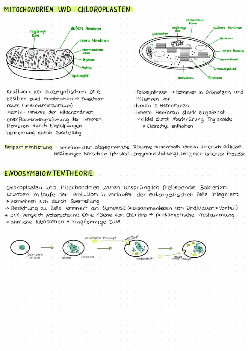 BIOLOGIE KLAUSUR 1
EUKARYOTISCHE ZELLE
Zellplasma
Zellmembran
raues ER
vesikel-
Mitochondrium-
Golgi- Apparat-
Ribosomen-
PROKARYOTISCHE ZEL