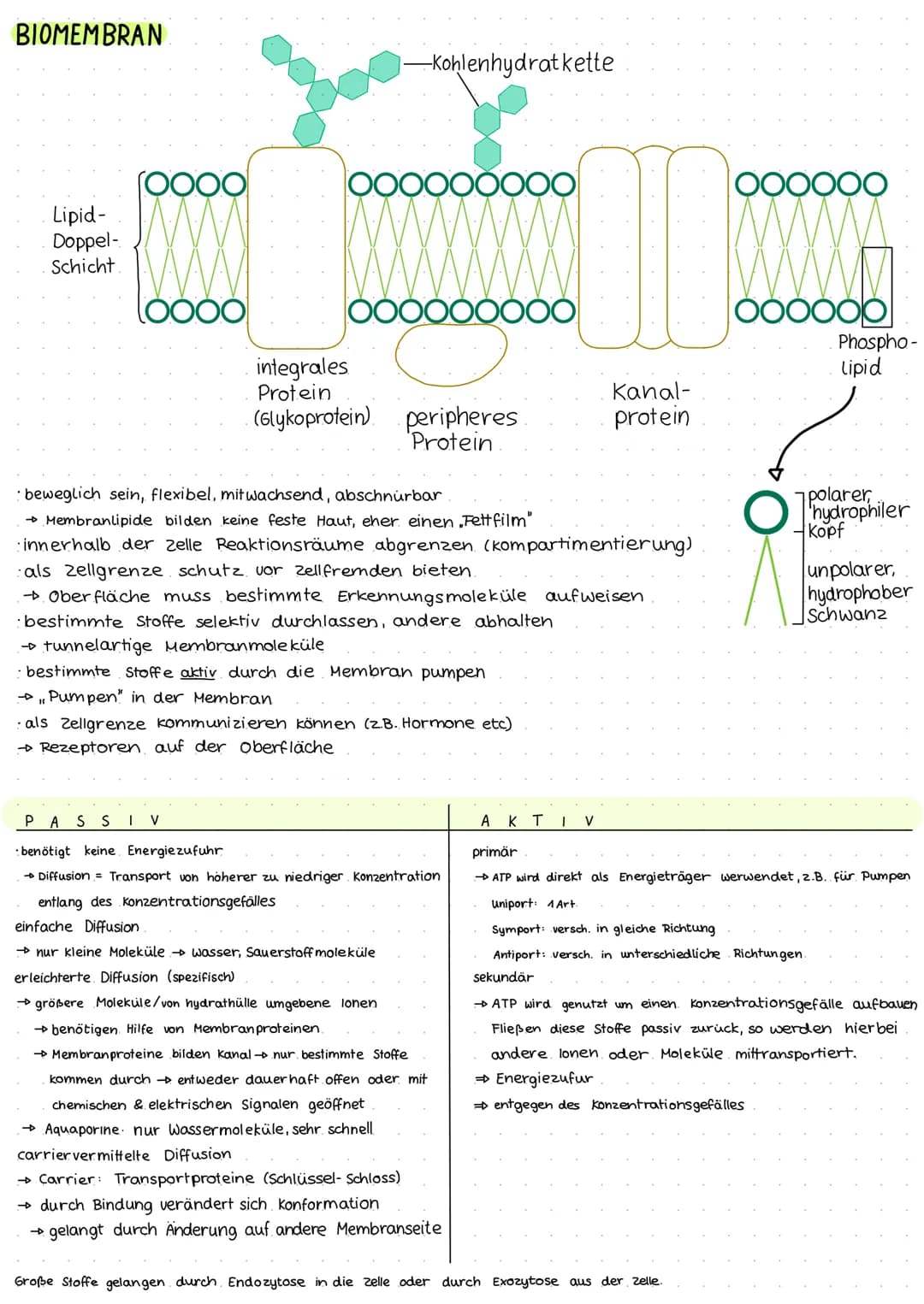BIOLOGIE KLAUSUR 1
EUKARYOTISCHE ZELLE
Zellplasma
Zellmembran
raues ER
vesikel-
Mitochondrium-
Golgi- Apparat-
Ribosomen-
PROKARYOTISCHE ZEL