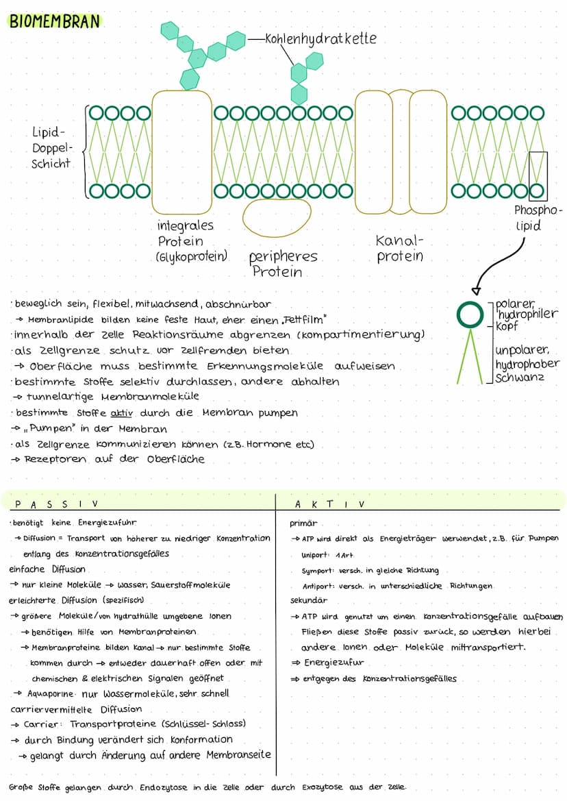 BIOLOGIE KLAUSUR 1
EUKARYOTISCHE ZELLE
Zellplasma
Zellmembran
raues ER
vesikel-
Mitochondrium-
Golgi- Apparat-
Ribosomen-
PROKARYOTISCHE ZEL