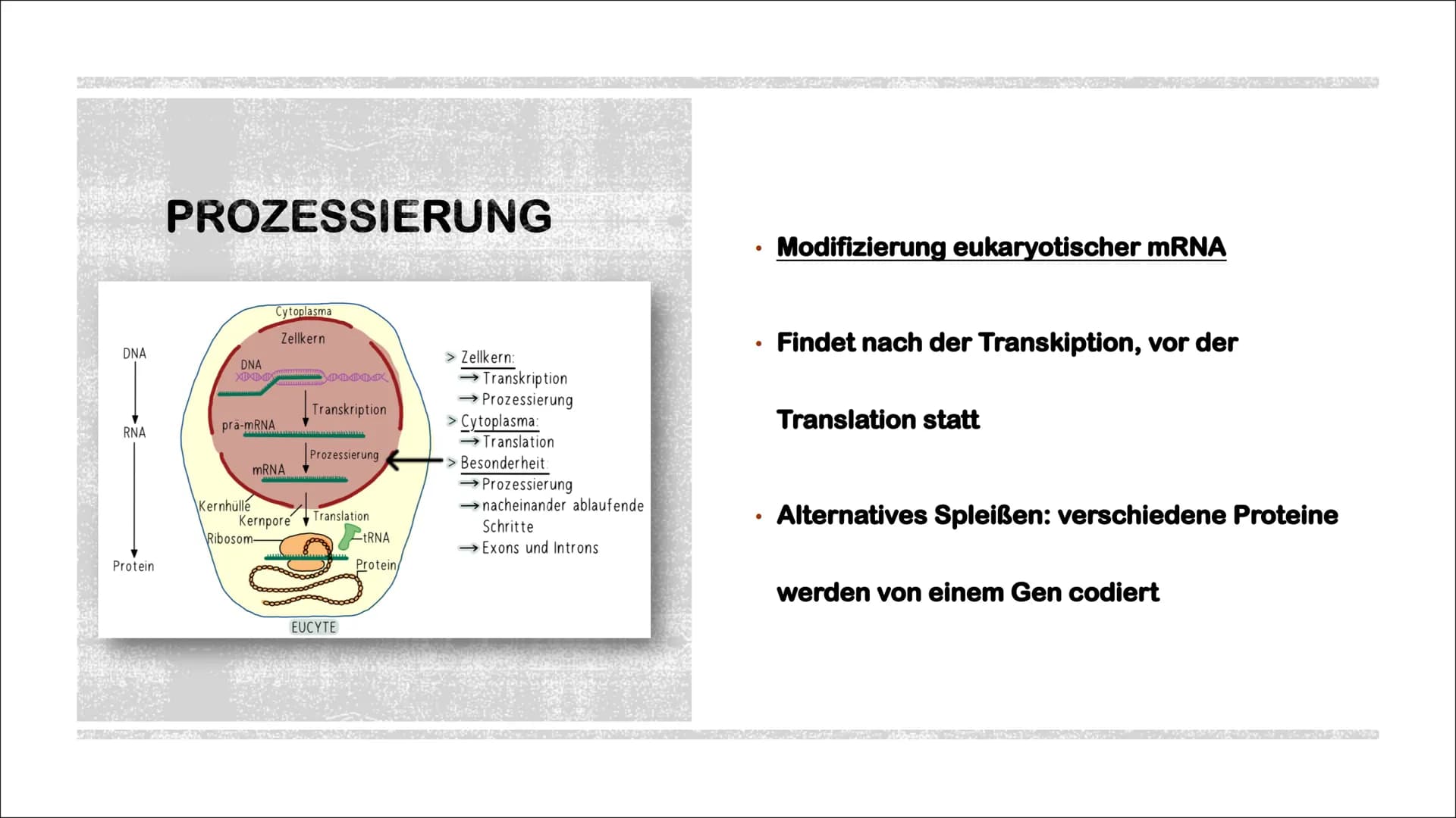 TRANSKIPTION
Was? An einem DNA-Matrizenstrang wird eine RNA-Kopie erzeugt
Wie? In 3'-5" Richtung
Bei Eukaryoten im Zellkern
Bei Prokaryoten 